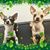 Angela Pressler Lance's profile image