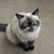 Carolyn Farrington's profile image