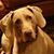 Pete Balash's profile image