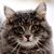 Cindy Thomas's profile image