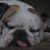 Ron Bodge's profile image