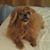 Debbie Pearson's profile image
