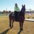 Susan Tiffin's profile image