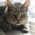 Shelley Shafer's profile image