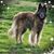 Deb Frank's profile image