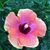 Paula Carter's profile image