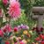 Susan Killion Arms's profile image