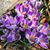 Darlene Blasing's profile image