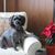 Janice Ahonen's profile image