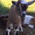 Linda Herring Behrend's profile image