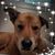 Shelly Diane's profile image