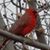 Colleen Landsteiner Hoehn's profile image