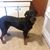 Mike Lommell's profile image