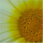 Myrtle Lewin's profile image