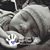 Elle Marie Madsen's profile image