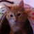 Tania Rojo's profile image