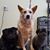 Tonya Ferry Shupperd's profile image