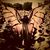 Lynne Cangemi Gensler's profile image