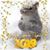 Carrie Squirrels's profile image