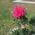 Sally Newlin's profile image