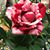 Charla Nowlen Beucke's profile image