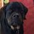 Melanie Johnson Cools's profile image