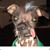 Thessan Coelho-Pimenta's profile image