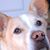 Scott Robey's profile image