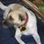 Duchess de Dauin's profile image