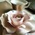 Fausta Orellana's profile image