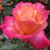 Laurie Staples's profile image