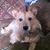 Debi Capwell Ord's profile image
