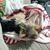 Alisa Ashe's profile image