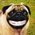 Pugsley Pug's profile image