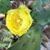 Janice Hinson Ross's profile image