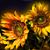Missy Hines's profile image