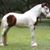 Dalbert Phelan's profile image