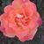 Amy Granfield's profile image