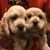 Tracy Haire's profile image