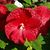 Susan Creekmur Riemschneider's profile image