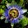 Doreen Di Donato's profile image