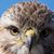 Robert Shields's profile image