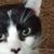 Diane Spencer's profile image