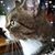 Donna Viera's profile image