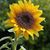 Chrissy Corsetti - Hodnett's profile image
