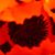 Mary Lou Beardmore Holley's profile image
