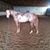 Rachel Kunkle Bliss's profile image