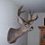 Joe Rice's profile image