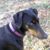 Rachel Thompson's profile image