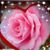 Donna Lane's profile image